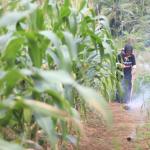 Sekolah Lapang Berbasis Alam Dorong Ketahanan Pangan Adaptif di Mentawai